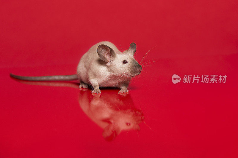 Cute tame house mouse seen from the front looking up on a red background with reflection